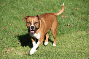 Roaming Dog
