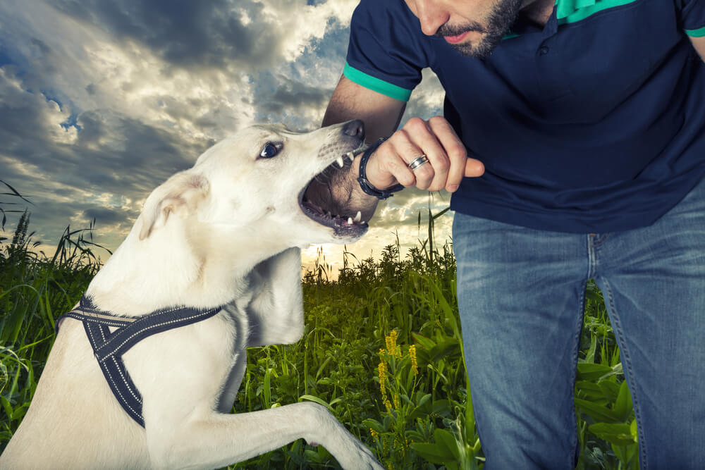 Experience Lawyer for Dog Bite Injury cases in Lansing mi area