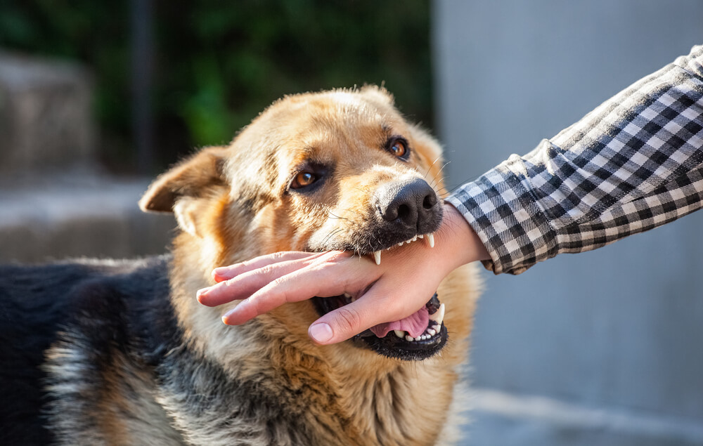 Experience Lawyer for Dog Bite Injury Cases in Michigan area
