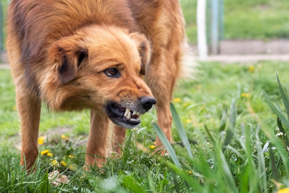 Aggressive dog baring teeth in grass, showing warning signs before a potential dog bite in Michigan